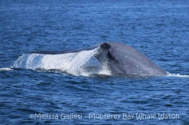 Blauwal beim Abtauchen (Foto: Melissa Galieti)