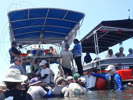 Experten in der Sarasota Bay (Photo by Sarasota Dolphin Research Program, taken under National Marine Fisheries Service Scientific Research Permit)