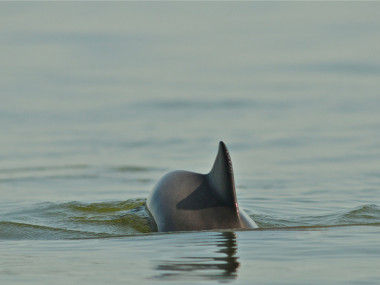 Schweinswal (Foto: Klaus Günther, Schutzstation Wattenmeer)