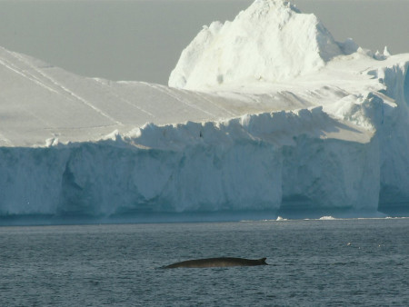 Finnwal in Grönland (Foto: Frank Blache)