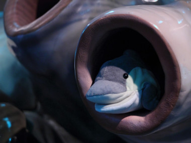 Blick aus der Aorta eines Blauwal-Herzens (Foto: Rüdiger Hengl)