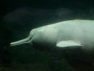 Der Amazonas-Delfin Baby (Foto: Rüdiger Hengl)