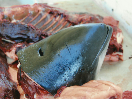 Geschlachteter Schweinswal in Grönland (Foto: Frank Blache)