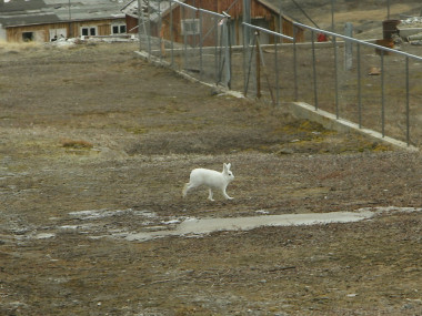 Polarhase (Foto: Frank Blache)