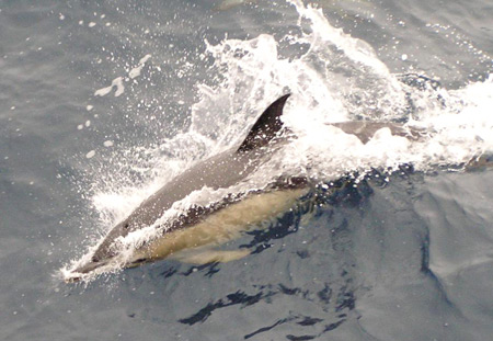 Gemeiner Delfin vor der Atlantikküste Englands: Klassifikations- algorithmen erkennen Meeressäuger anhand ihres Gesangs. (Foto/Copyright: WTD 71/FWG)