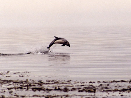 Peale Delfin (Foto: Whalesound)