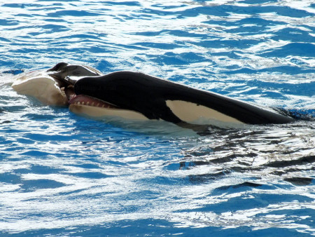 Orcas im Loro-Park (Foto: Philipp J. Kroiß)