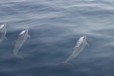 Spinnerdelfine/Malediven (Foto: Stephanie und Detlef Müller)