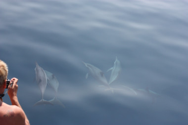 Spinnerdelfine beim Boot (Foto: Stephanie und Detlef Müller)