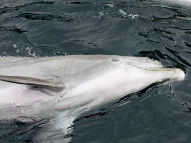 Entspannter Delfin (Foto: Susanne Gugeler)