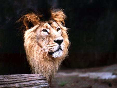 Löwe im Zoo (Foto: Rüdiger Hengl)