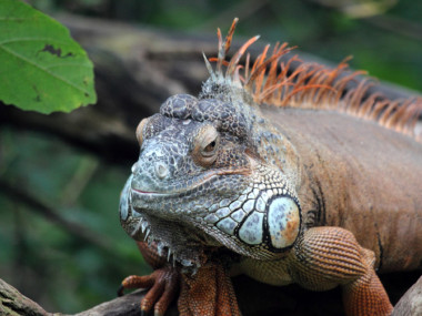 Leguan (Foto: Rüdiger Hengl)