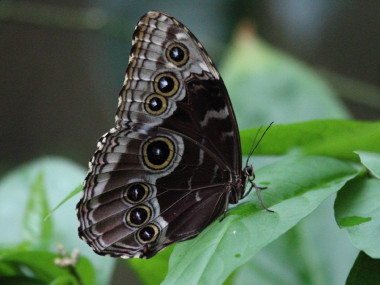 Morphofalter (Foto: Rüdiger Hengl)