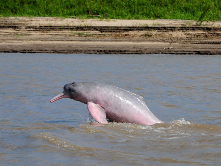 Amazonas-Delfin (Foto: Fernando Truijllo)