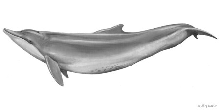 chinesischer-weisser-delfin