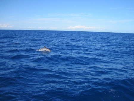 Streifendelfin im Walschutzgebiet (Foto: Susanne Gugeler)