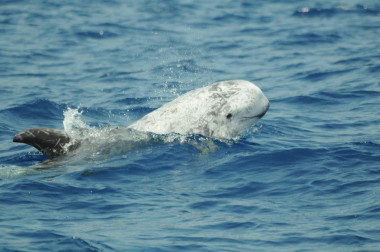 Rundkopfdelfin (Foto: Roland Edler)