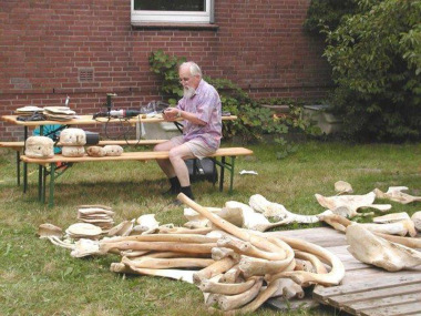 Günther Behrmann puzzelt die Skelett-Teile zusammen (Foto: Natureum)