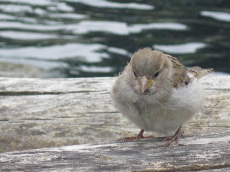 Spatz an der Delfin-Lagune (Foto: Susanne Gugeler)