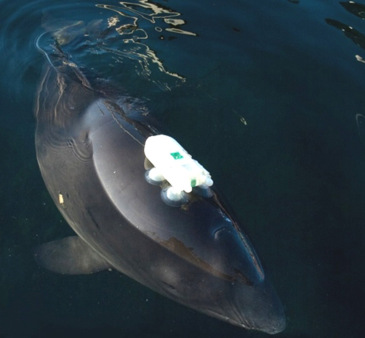 Wissenschaftler der Universität Aarhus nutzen einen speziell entwickelten akustischen Sender, um zu verfolgen, wie Schweinswale ihr Verhalten ändern, wenn es unter Wasser laut wird.  (Foto: Univ. Aarhus/J.Teilmann)