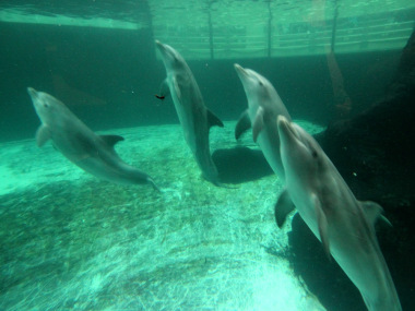 Duisburger Delfine (Foto: Rüdiger Hengl)