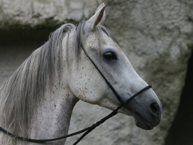 Pferd ohne Zaumzeug (Foto: Rüdiger Hengl)