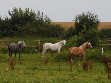 Nicht alle Pferde stehen auf einer Weide. (Foto: Rüdiger Hengl)