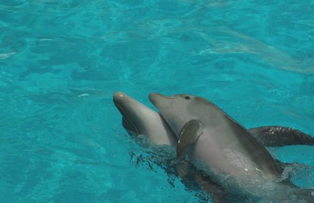 Sunny und ihr Baby Nami beim Spiel (Foto: Tiergarten Nürnberg)