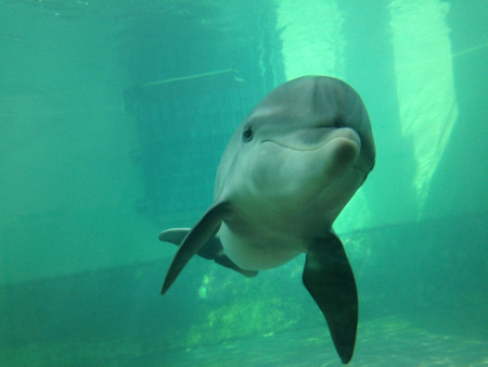 SOMMER (Foto: Dolphin Research Center)