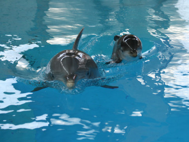 Delfinmutter mit Kalb (Foto: Benjamin Schulz)