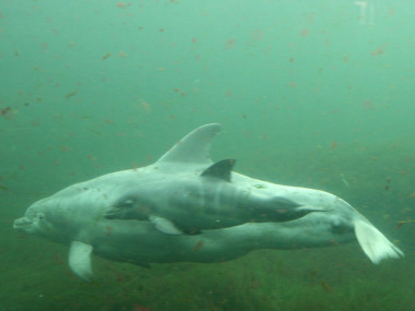 Der kleine Delfin schwimmt nah bei seiner Mutter  (Foto: Benjamin Schulz)