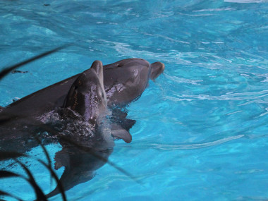 Die kesse Nami und ihre Mutter Sunny (Foto: Rüdiger Hengl)