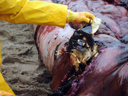 Im Magen des Cuvier-Schnabelwals befand sich lauter Plastik. (Foto: BDRI)