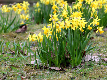 Frühlingsboten (Foto: Rüdiger Hengl)