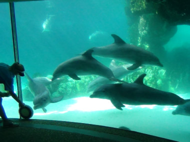 Dolphin Cove (Foto: Linda)