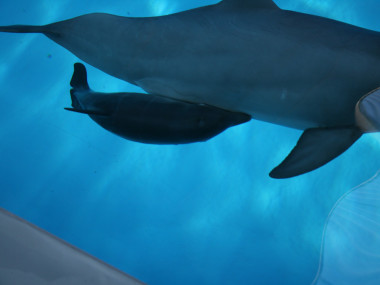 Ein trinkendes Delfin-Baby (Foto: Benjamin Schulz)