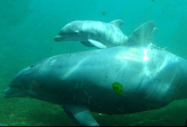 Trächtiges Delfin-Weibchen (Foto: Benjamin Schulz)