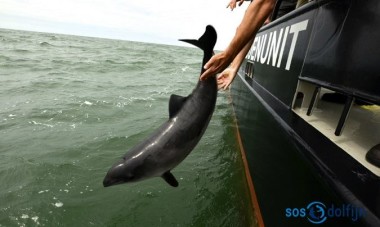 Dieser Schweinswal hat es geschafft ... (Foto: SOS Dolfijn)