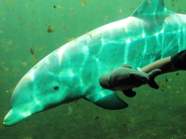 Upps, was bist denn du für ein Delfin? (Foto: Rüdiger Hengl)