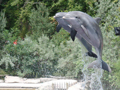 Zwei Große Tümmler in der Delfin-Lagune (Foto: Oliver Schmid)