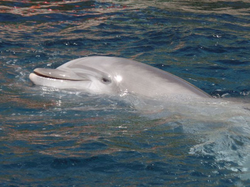 Junger Delfin in der Lagune (Foto: Oliver Schmid)