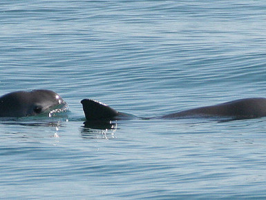 Zwei Vaquitas (Foto: Wikipedia/NOAA)