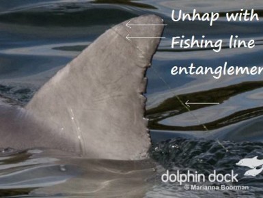 Der Delfin Unhap mit Angelschnur (Foto: Marianna Boorman)