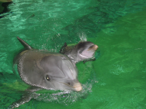 Pepina mit ihrem neugeborenen Baby (Foto: Zoo Duisburg)