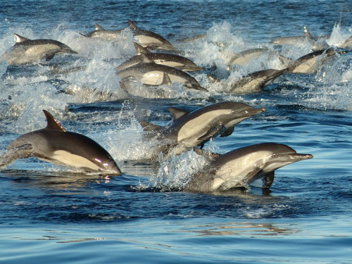 Gemeine Delfine (Foto: Oceano)