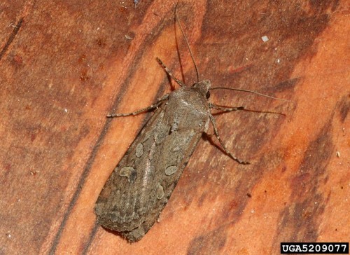 Nachtfalter (Foto: Whitney Cranshaw, Colorado State University, Bugwood.org)