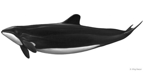 Chile-Delfin (Illustration: Jörg Mazur)