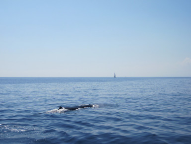 Pottwal im Ligurischen Meer (Foto: Susanne Gugeler)