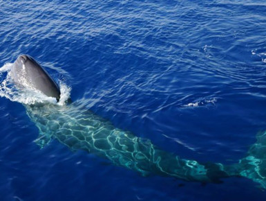 Ganz nah ... (Foto: WhalewatchGenova)