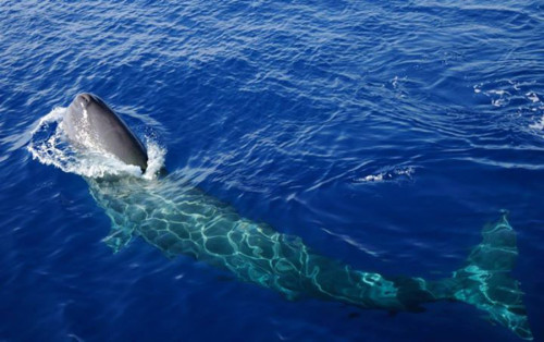 Ganz nah ... (Foto: WhalewatchGenova)